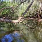 _800Mt Borradaile - Cooper Creek_5635_m